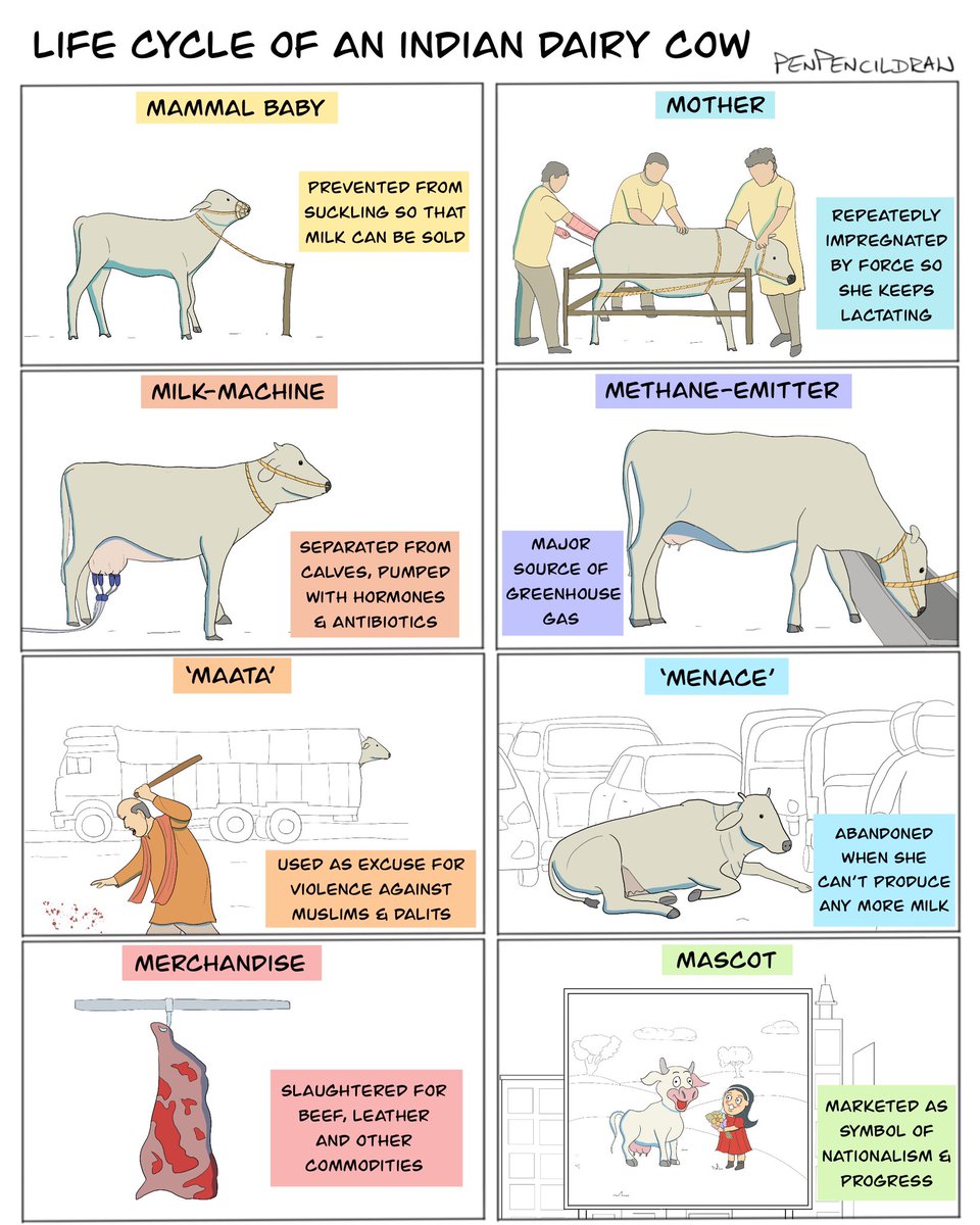 Life cycle of a dairy cow.