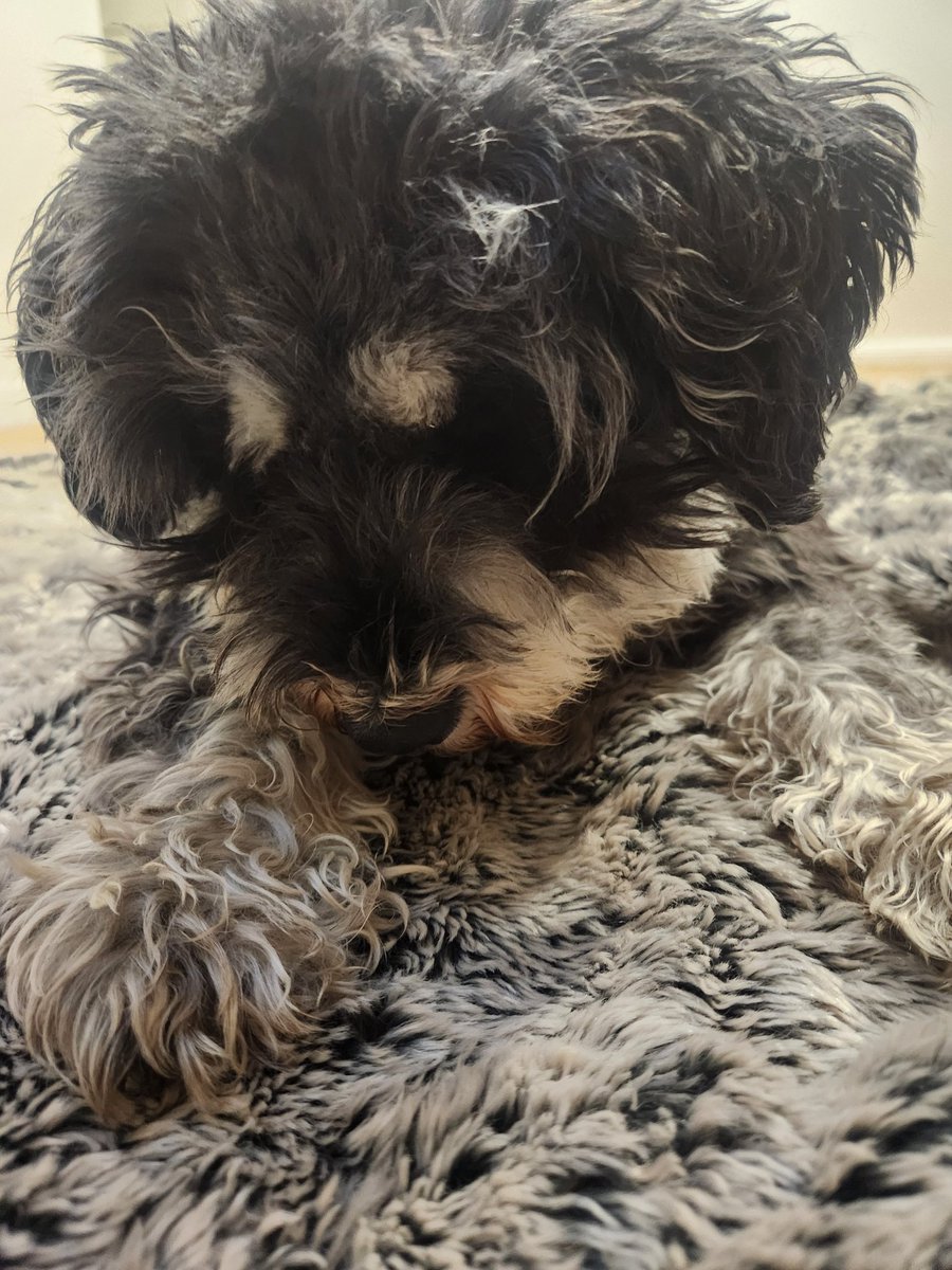 RaffyMini's tweet photo. Hi Pals. Me legs andz me paws haz disappeaed!! #schnauzergang https://t.co/3C2dYOanRm