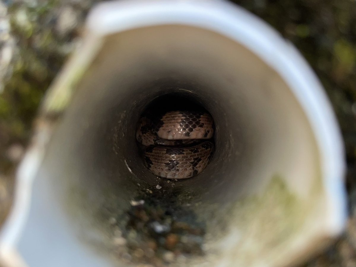 引きこもりシロマダラさん