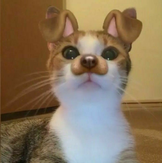 .⠀⠀ㅤ⠀⠀𓏵⠀⠀⠀﹒⠀⠀⠀𝓶afu⠀⠀⠀she / they⠀⠀⠀♪
𝒥⠀⠀⠀⠀ISFJ ⠀⠀⠀⠀﹕⠀⠀⠀⠀artist⠀⠀⠀𓈒   ⠀⠀mfen oshi
ㅤㅤㅤread carrd dni n byf⠀ ⠀ ︵⠀ ⠀introvert⠀ ﹢⠀

⠀ᵔ⠀#promotwt #pjsktwt #prsktwt #deadplatetwt
ㅤㅤㅤㅤㅤㅤㅤ♡︎/↻  2 spread !⠀⠀ifb !