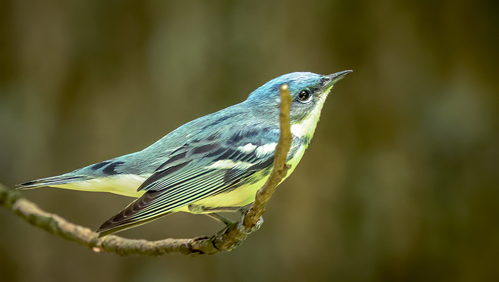 gladner's tweet photo. Cerulean Warbler #maryland #bird #birding #birds #birding #birdphotography #TwitterNatureCommunity #NaturePhotography #naturelovers #photographers #BirdTwitter #birdwatching https://t.co/qBGZDLJcmD