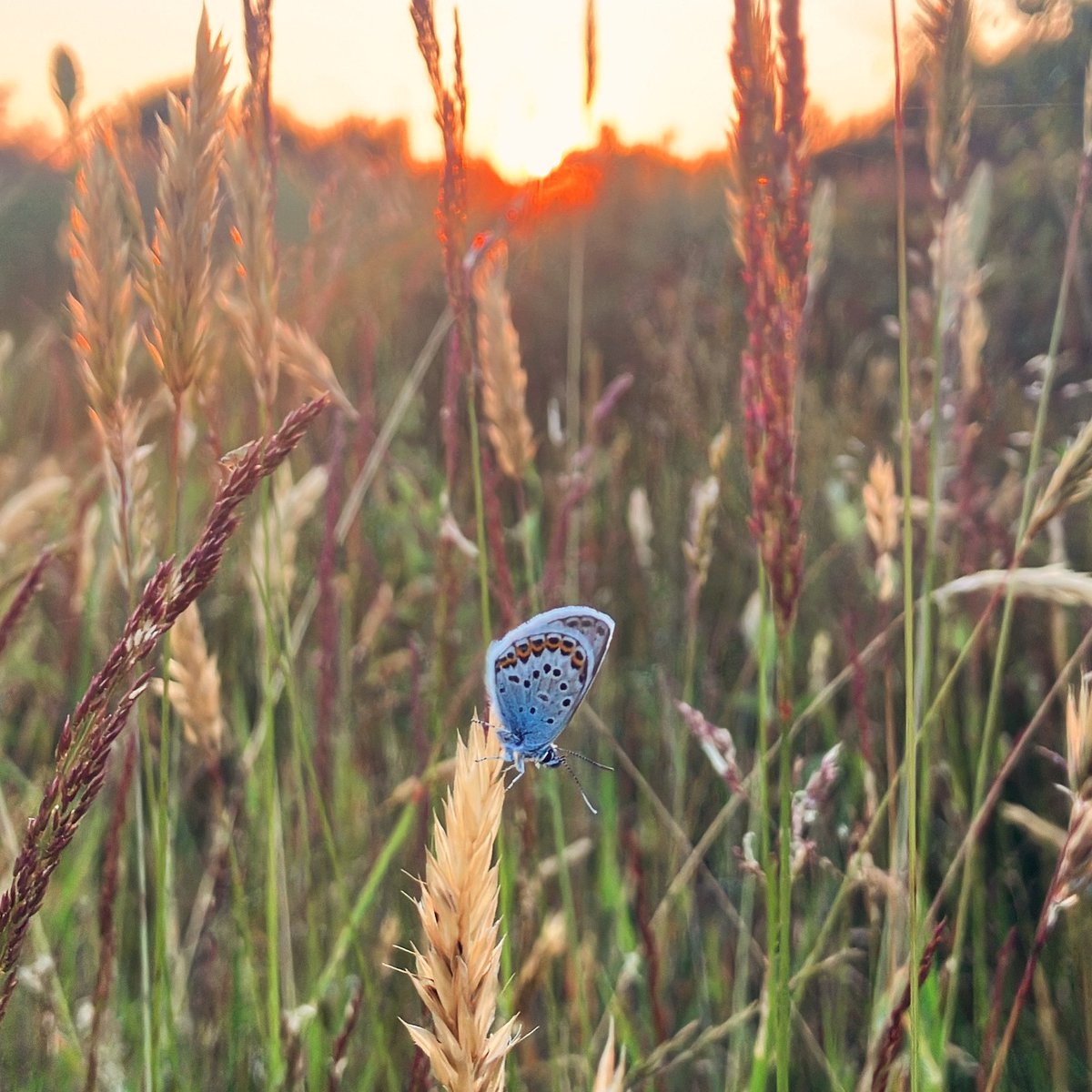 Stunning evening up on the heath with <a href="/daniehadley/">Danie Hadley</a> and friends. A dusk chorus of Nightjar, Turtle Dove, Woodlark, Barn Owl and Dartford Warbler. Silver-studded Blues roosting next to the path.