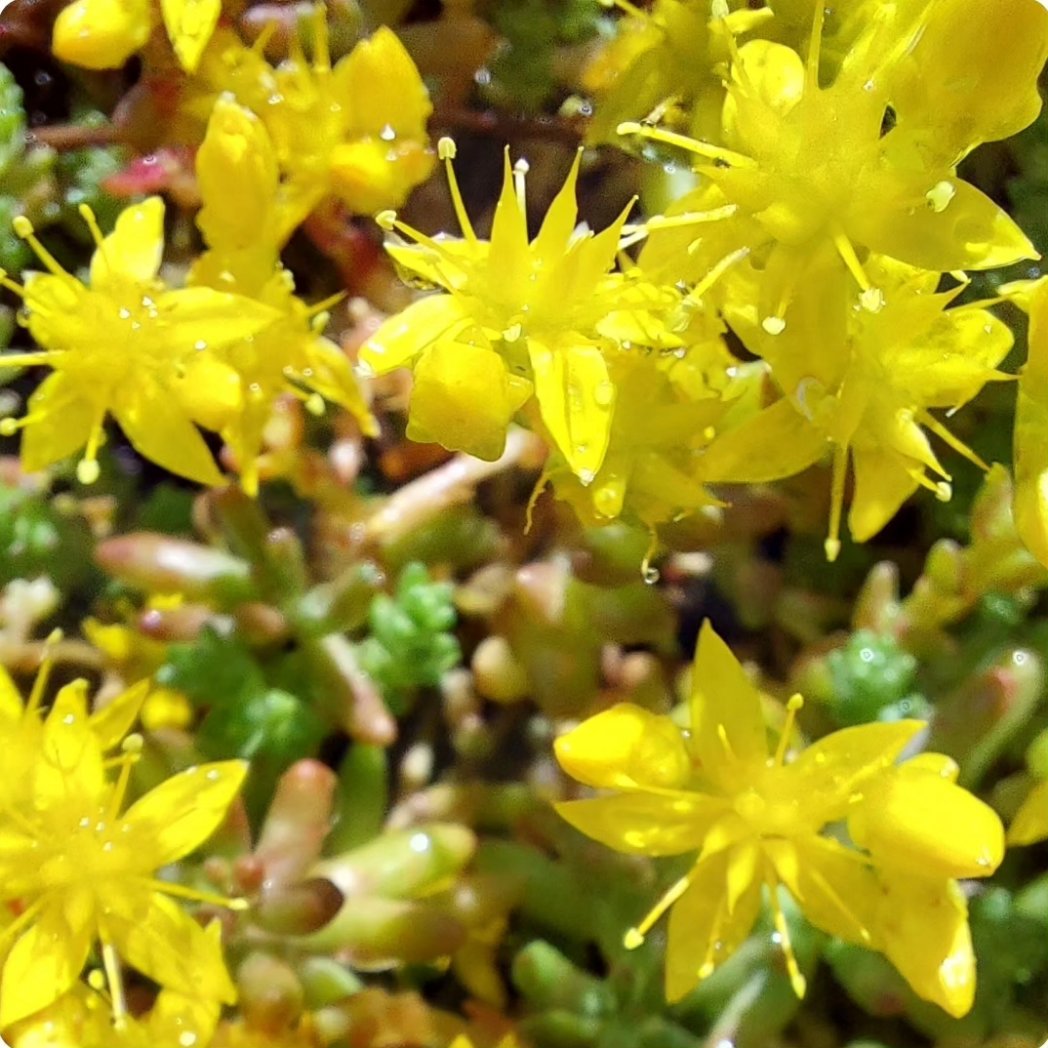GreenRoofProject (@greenroofmk) on Twitter photo Up close on the <a href="/MKYMCA/">YMCA Milton Keynes</a> #greenroof flowers this morning. #wildflower #sedum #flora #sunshine #nature #buildinggardensinthesky Up close on the <a href="/MKYMCA/">YMCA Milton Keynes</a> #greenroof flowers this morning. #wildflower #sedum #flora #sunshine #nature #buildinggardensinthesky