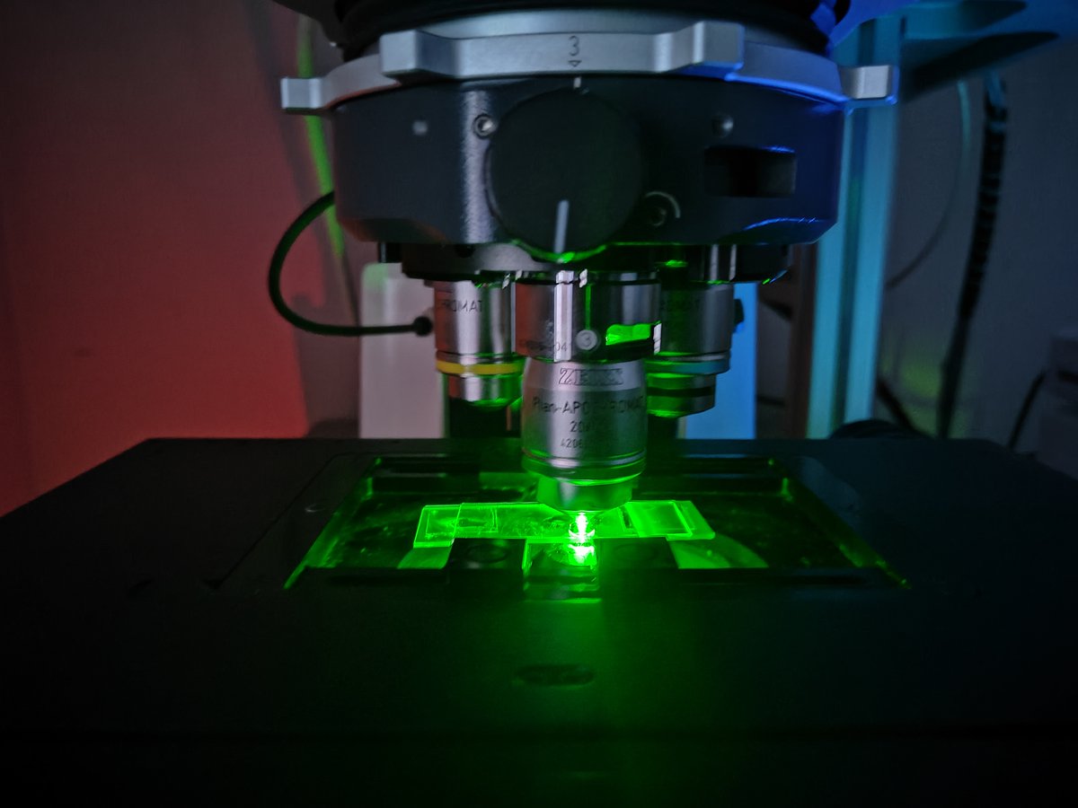 Collecting the last bit of data before travelling to Vienna for <a href="/FENSorg/">FENS</a>  to present our labs work on the role of motile cilia in brain development and physiology. Please visit my poster board PS03-27AM-479 on 27th June to know more. Excited for #FENS2024