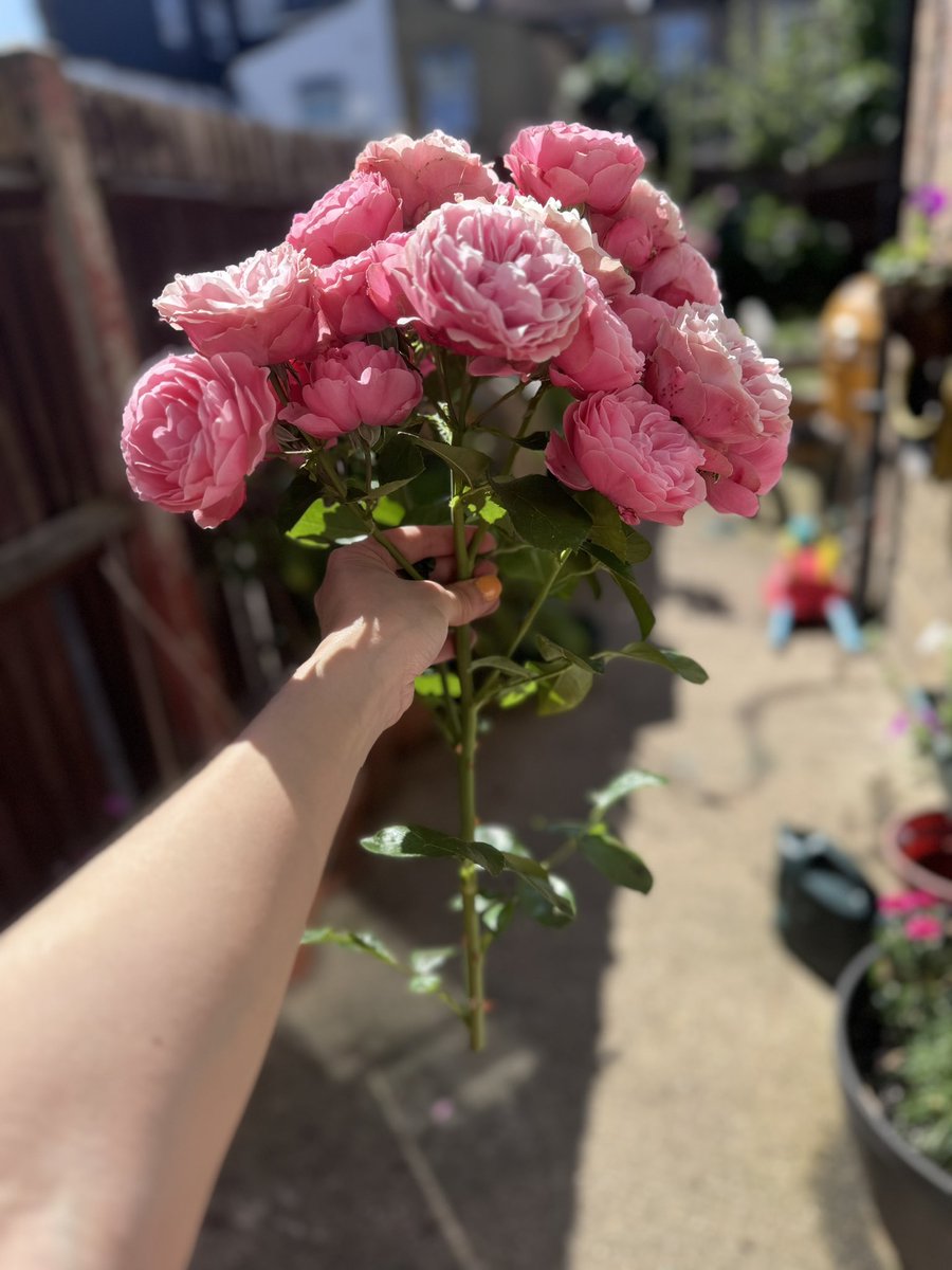 All these roses from one stem!