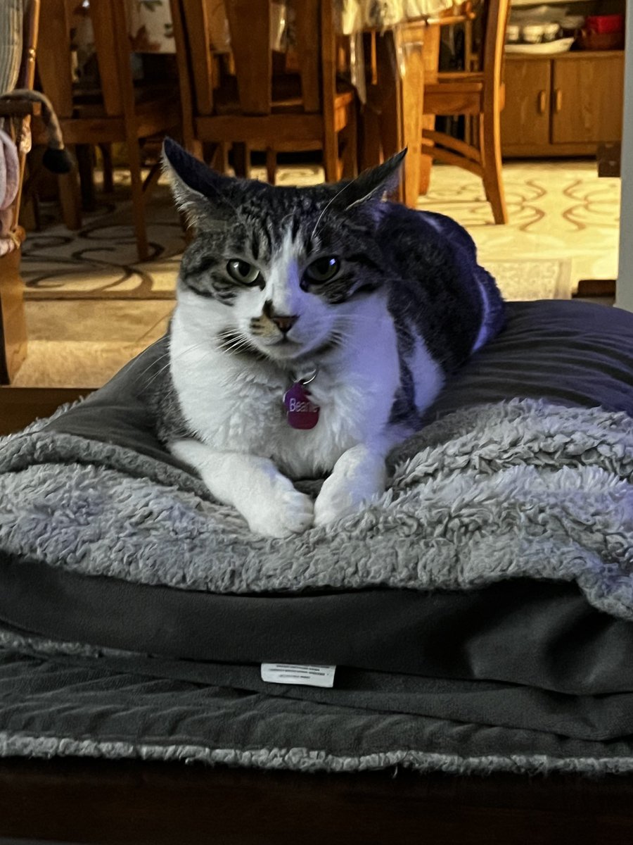 HannahGilley21's tweet photo. Sweet Bean๐ฑ๐พ
#caturday #blacktabby #cutecat
#cute #cuteblacktabby #sweetkitty
#missbean #caturdayeve
#catsoftwitter https://t.co/PB9CJlXb15