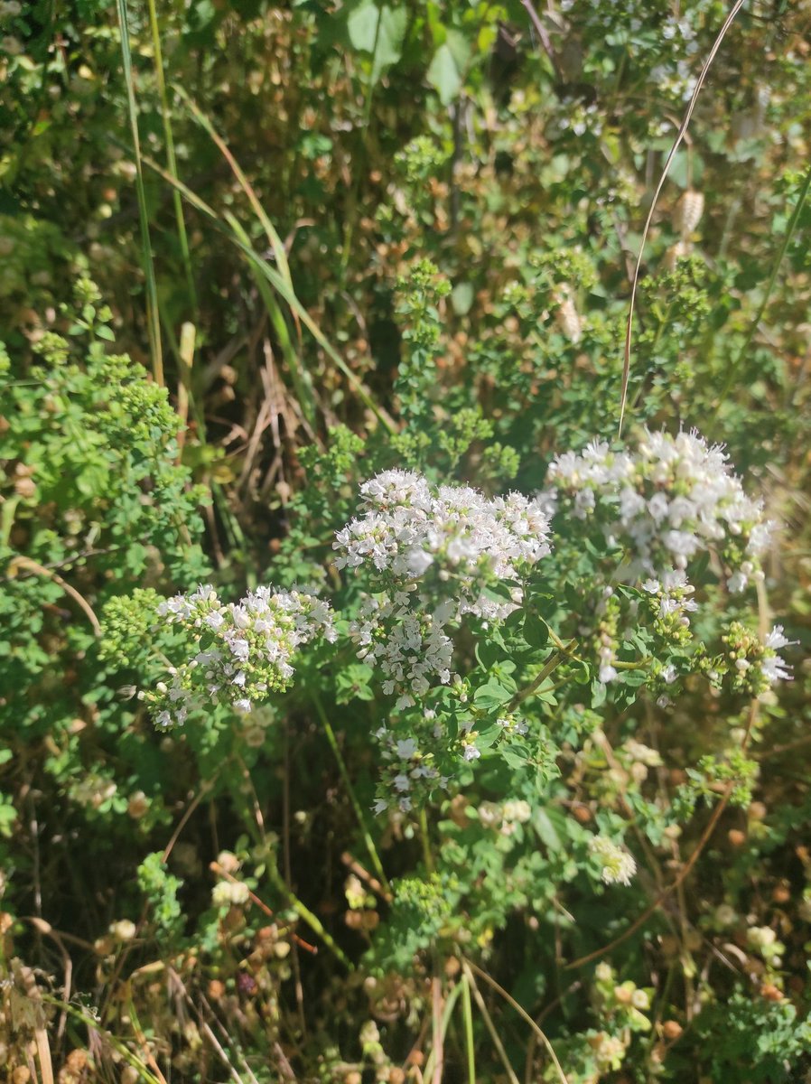 gianni_runco's tweet photo. Origano Volgare. I greci e i romani lo utilizzavano per curare i nervi, le vie respiratorie, i traumi e la congiuntivite. #origano #ortodeisemplici #erbeselvatiche #erbespontanee #erbeofficinali #erboristeria #API #vegan #curenaturali #biodiversita #erbearomatiche #erboristeria https://t.co/UhGNn9wZ7g