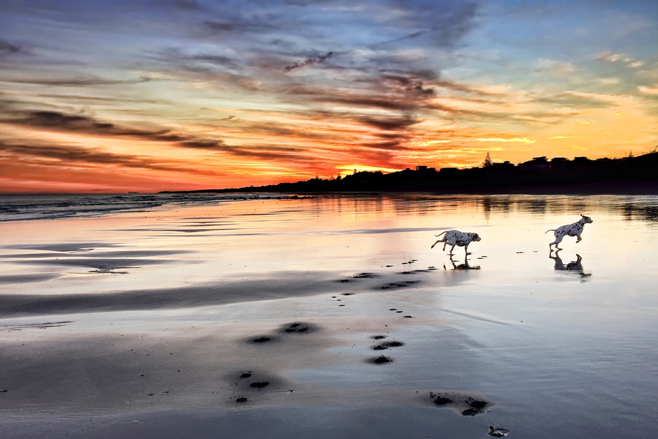DalmatianDiy's tweet photo. If only we were all as good at embracing life in the here and now as our pets... Our dogs remind me that each and every single day that we have is a good day, a great day. Some days are just greater than others. #NationalLetItGoDay #LetItGoDay #MindfulMusings https://t.co/UfOdHrHS6q