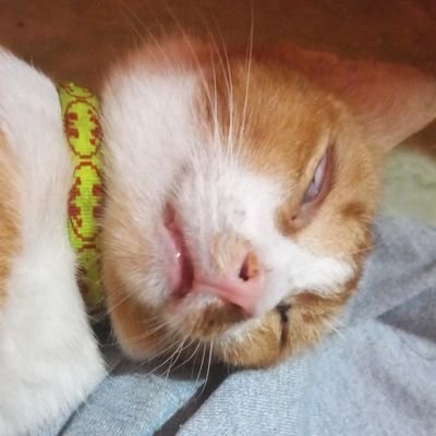 kumisaaaan tweet media