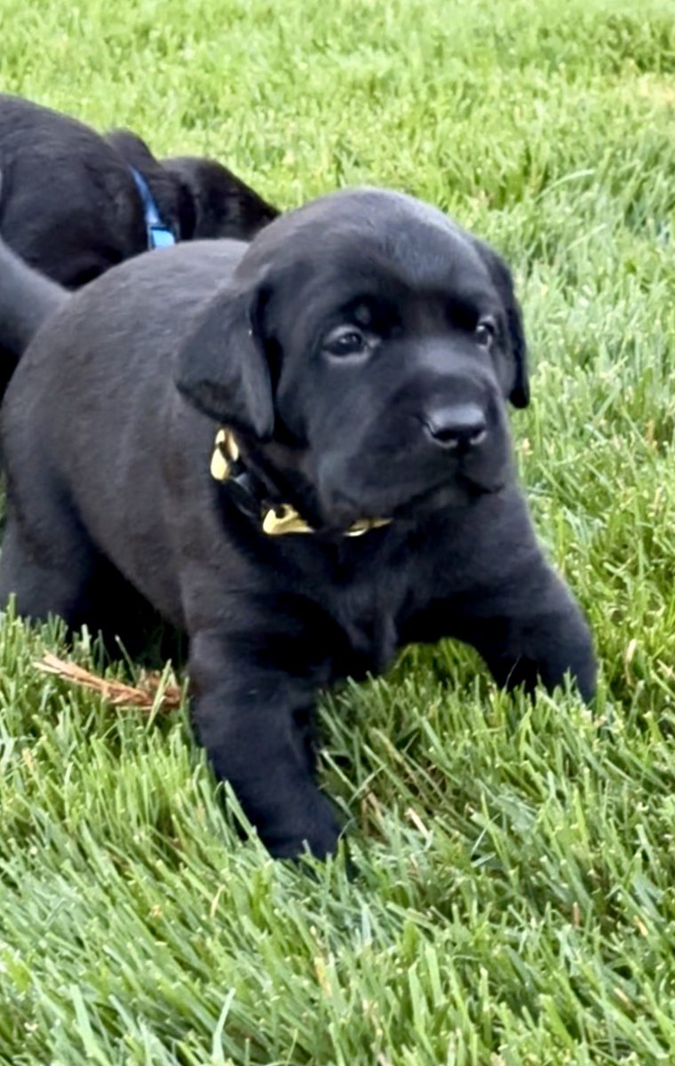 Momand3nuts's tweet photo. These 4 are still available.  First one shown is a male &amp; other 3 are females.  AKC Black Labs, just 3.5 weeks old here.  Beautifully bred.  Sire is a Duck hunting dog, Dam was bred as a therapy dog.  Farm raised. I might be biased, but they are going to be beautiful.   #akclab https://t.co/GpeUDP8uEo
