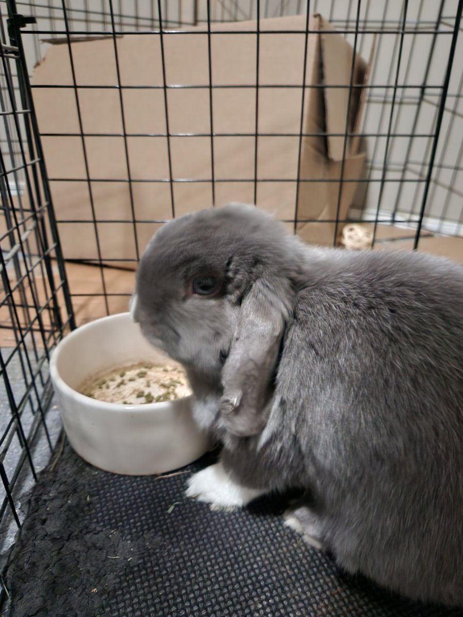 Got thumped at for feeding the other ones first what the hell