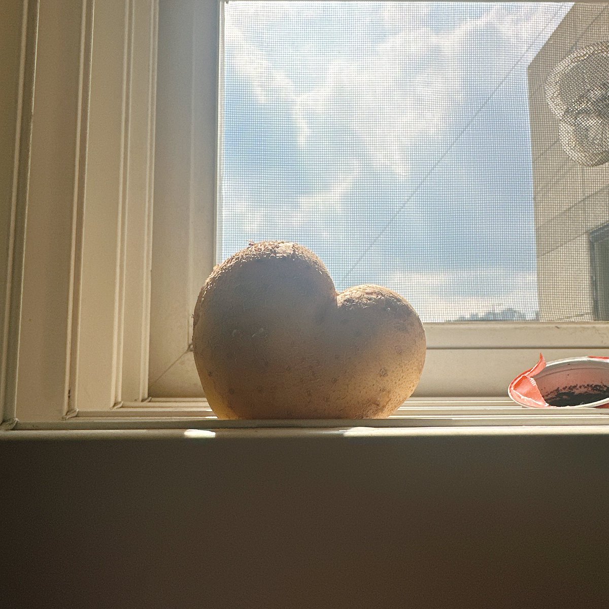 다뽀꿈탕하는중 💜
때마침 감자가 하트라서 예뻐 못먹고 키우려고 따로둠
내 감자 너무 예뻐 🥰
국물 졸여지면 아주 그냥 소주 생각날껄 ?̊̈

#야채좋아해서_야채볶음탕같지만_닭볶음탕임