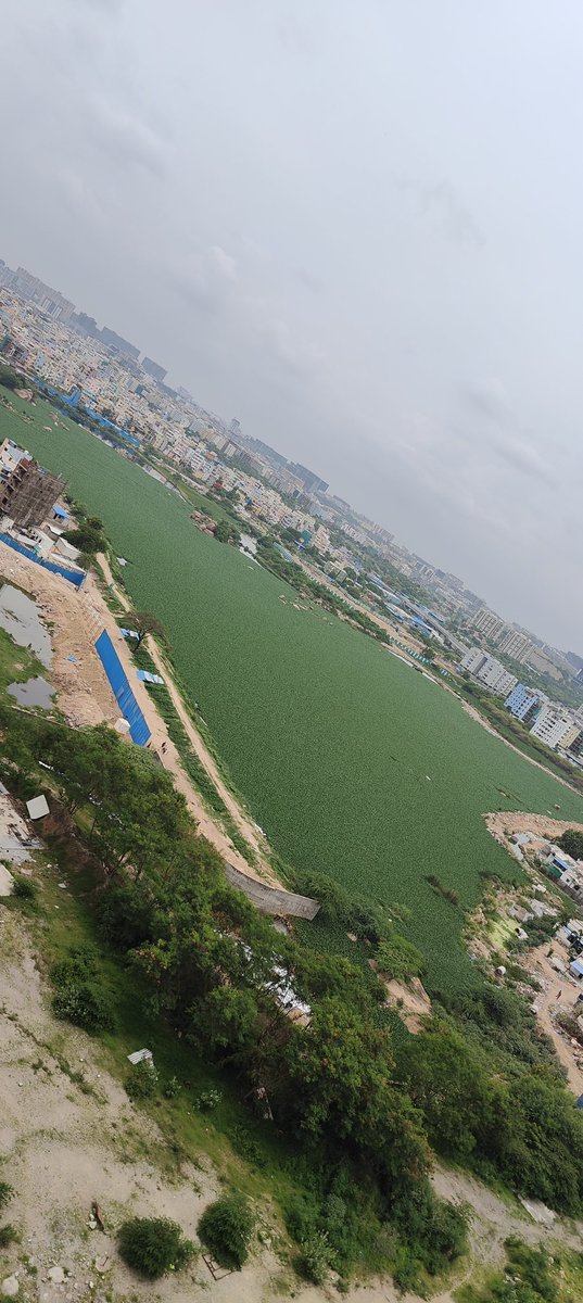 prad_karnataki's tweet photo. @TelanganaCMO @CommissionrGHMC - Mosquito causing havoc due to growing algae / water plants on the Kamini Cheruvu lake, it is impacting lifestyle of of residents and kids in the nearby society. Please look into the same and help us. https://t.co/Xz5iA4IsvC