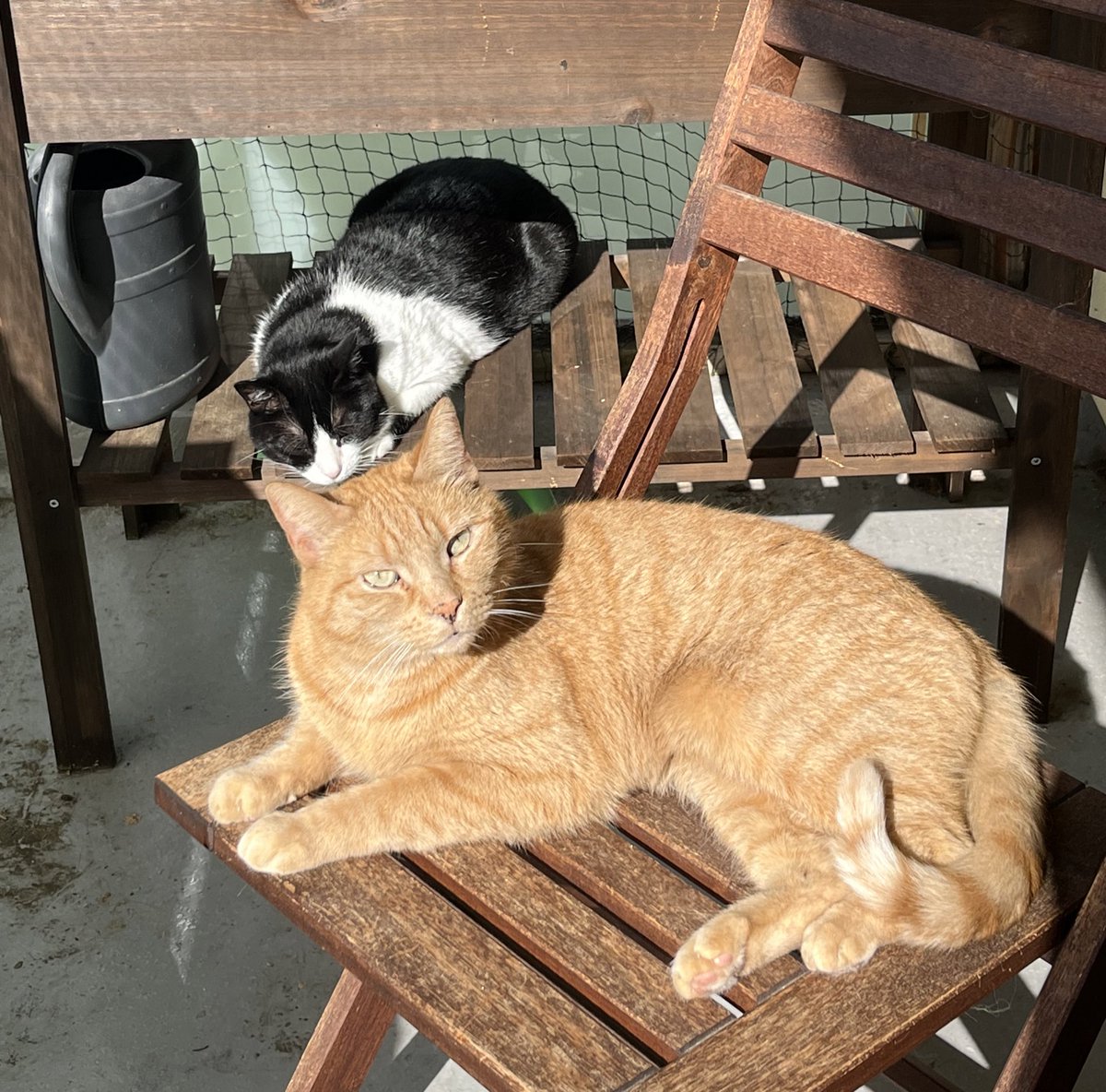 Anstatt wie die Katzen in der Sonne zu chillen, genießen wir heute den schönen Sonntag bei zugelassenen Rollos im Schatten ✨

twitch.tv/miamouz
