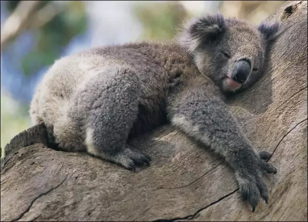 TipohSalgado's tweet photo. Good morning! 

I feel like this koala!!  😄 https://t.co/W5F2YcEJfR