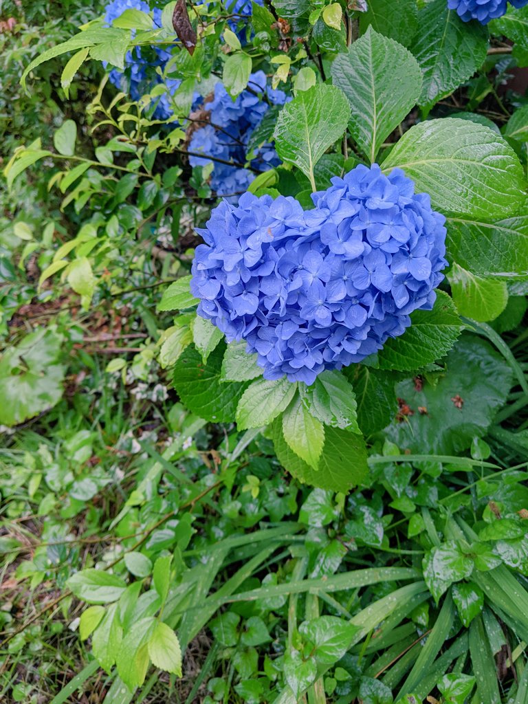 4684tansan's tweet photo. #紫陽花
#関東梅雨入り
#発毛実感
#ＰＲ
#リーブ21アンバサダー
紫陽花の彩りは、梅雨の雨に映えますね🙆😊 https://t.co/s7UTveGNnU