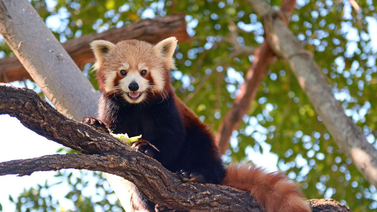 Red Panda Every Hour! (@redpandaeveryhr) on Twitter photo 
