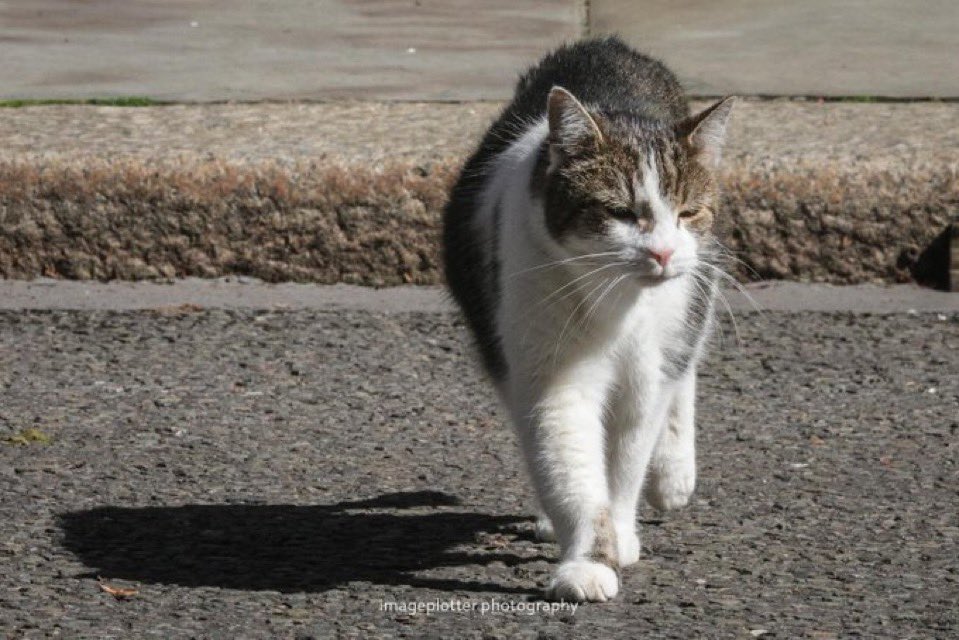 Number10cat's tweet photo. I came here to chew gum and kick ass, and I'm all out of gum...
(Photo @imageplotter) https://t.co/4E420RhaRi