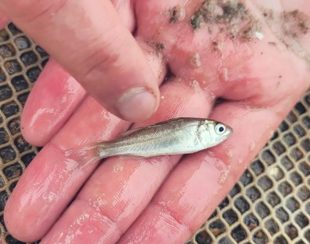 otolithgirl's tweet photo. 📢New #OA paper by Joe Dawson showing ~2 month mismatch between the #seabass #fisheries closure period &amp; peak spawning using #otolith daily rings 📢
Also local variation in body condition + otolith size-fish size relationship.🐟🎣
https://t.co/nyLzexM3WP
@EssexLifeSci  @BangorUni https://t.co/jXd49WsY3c