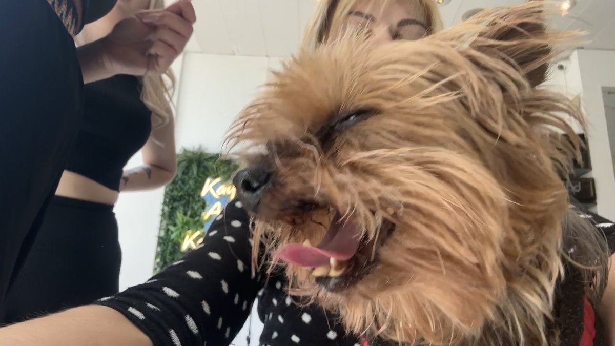 Marshall took me to the groomers…. 😜
<a href="/kayandkompany/">The UK Hairdresser</a>