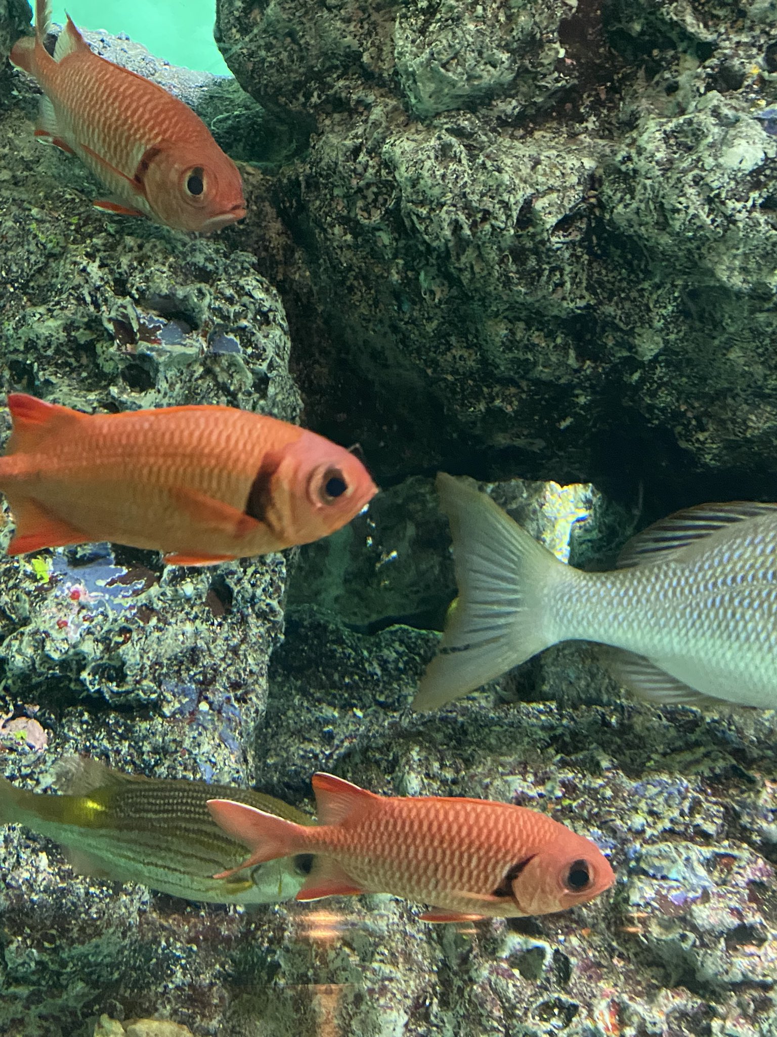 ❌水族館好き(❁ᴗ͈ˬᴗ͈)水族館の生き物 水族館だ！海のいきものとお魚が大集合♪海の生き物を見つけよう