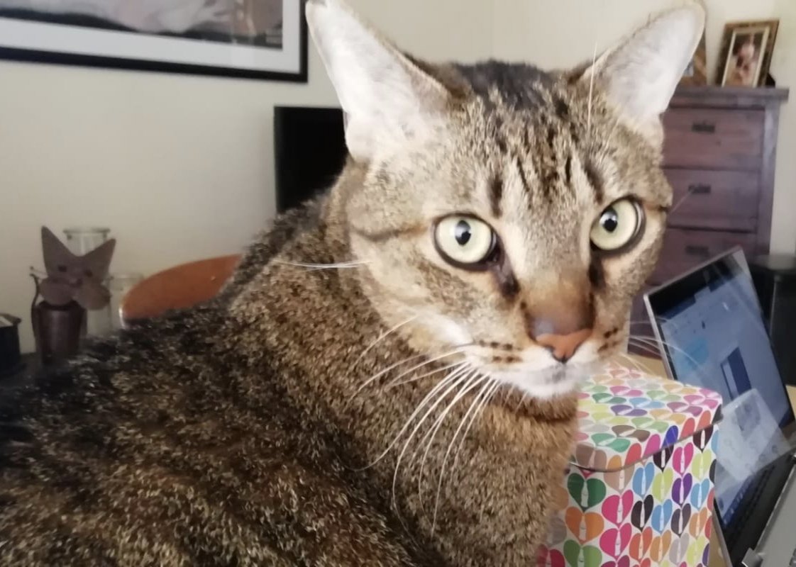 dut1977's tweet photo. Egun on. Buscamos urgentemente hogar para Salvo. En su actual casa no aceptan mascotas. Tiene 8 años y es un gato noble. Puede ser una acogida temporal o definitiva. 🥹
Se agradece RT https://t.co/kcuyAJ7bZ1