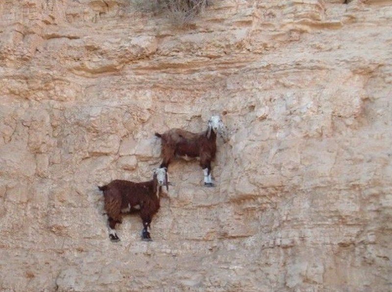 AMAZlNGNATURE's tweet image. Gravity: *Exists*
Goats: no
