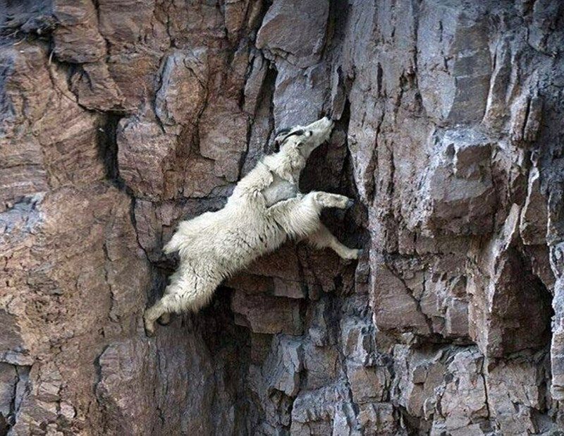 AMAZlNGNATURE's tweet image. Gravity: *Exists*
Goats: no