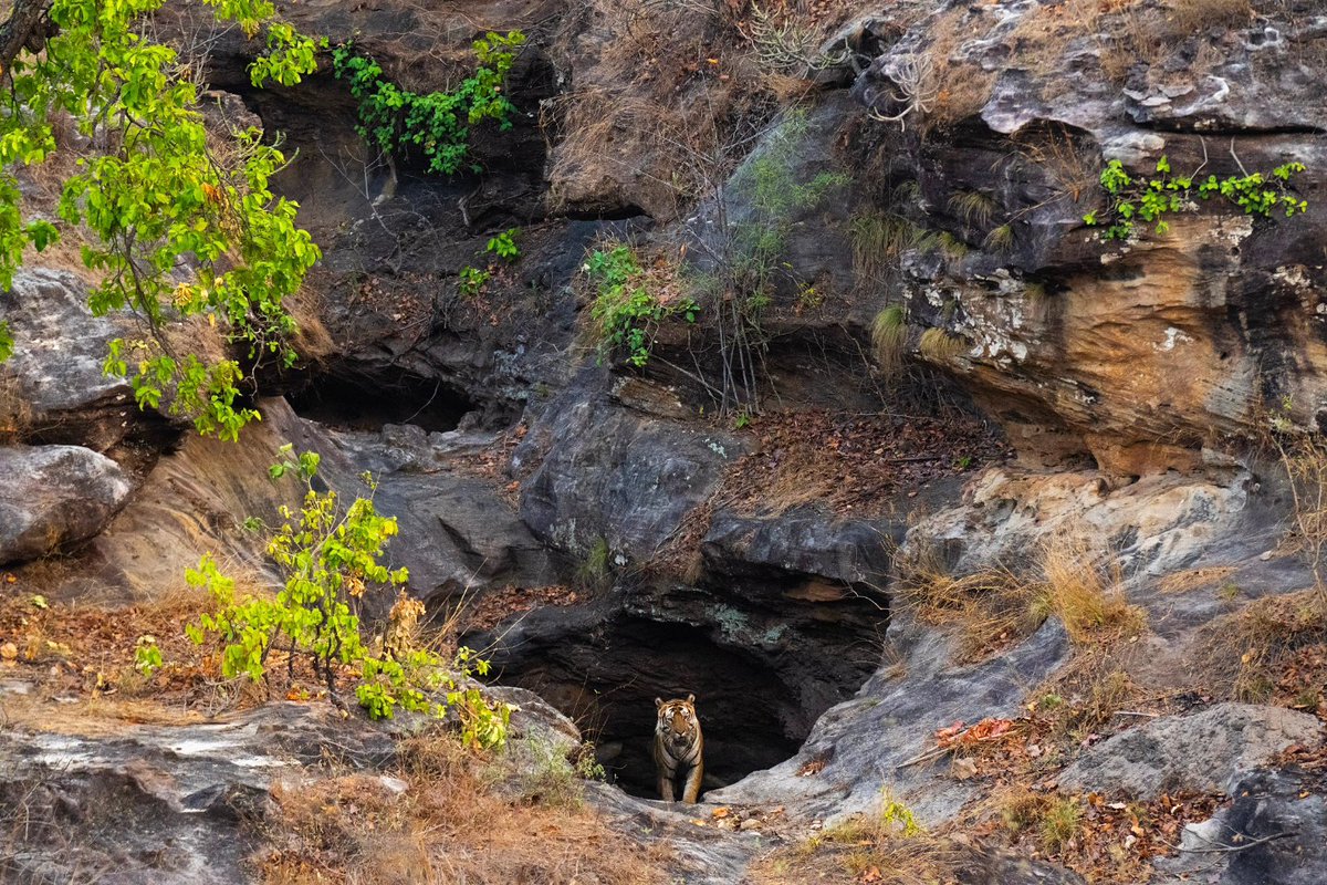 arvindrthy's tweet photo. The mighty Bajrang outside his cave in #bandhavgarh national park. 

#tiger #wildlife #safari #photography https://t.co/jw54fkFBs2