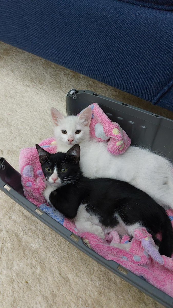 قطتين  في #الرياض 
منقذه من الشارع . 
العمر / شهرين الجنس/ ذكر 
  لديهم بطاقة صحية من عيادة ملجأ الرياض. 
القطتين متعلقين في بعض ومتعودين على اللتربوكس.
أرجو من المتبني مخافة الله فيهم ويكون لديه القدره على رعايتهم وموافقة الأهل.
و بشرط يطمني عليهم .
 التواصل انستقرام dalal4all@