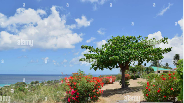 InessaW29's tweet photo. Stock Photo - Gorgeous sea view with vegetation, houses and sky in Barbados
https://t.co/AqGNY0R966
#barbados #gorgeous #nature #sea #photography #sailing #seascape #findyourthing #sky #holiday #island #caribbean #prints #sea #surfer #floral #photographicart #sailboat #4home https://t.co/mZq1hYviyn