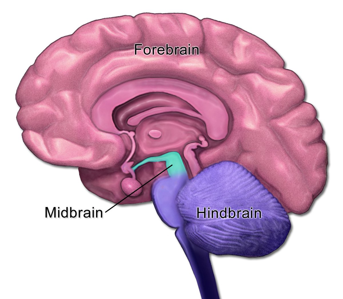 The Brain, by <a href="/ItalyHighTech/">Valentino Zocca 🇮🇹 🇪🇺</a> open.substack.com/pub/vzocca/p/t…