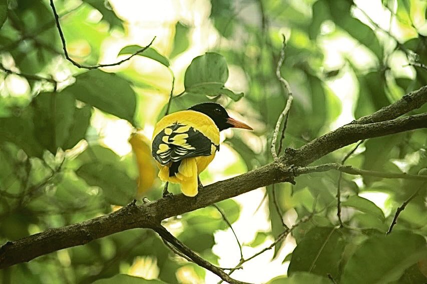 Nikhil Singla tweet media