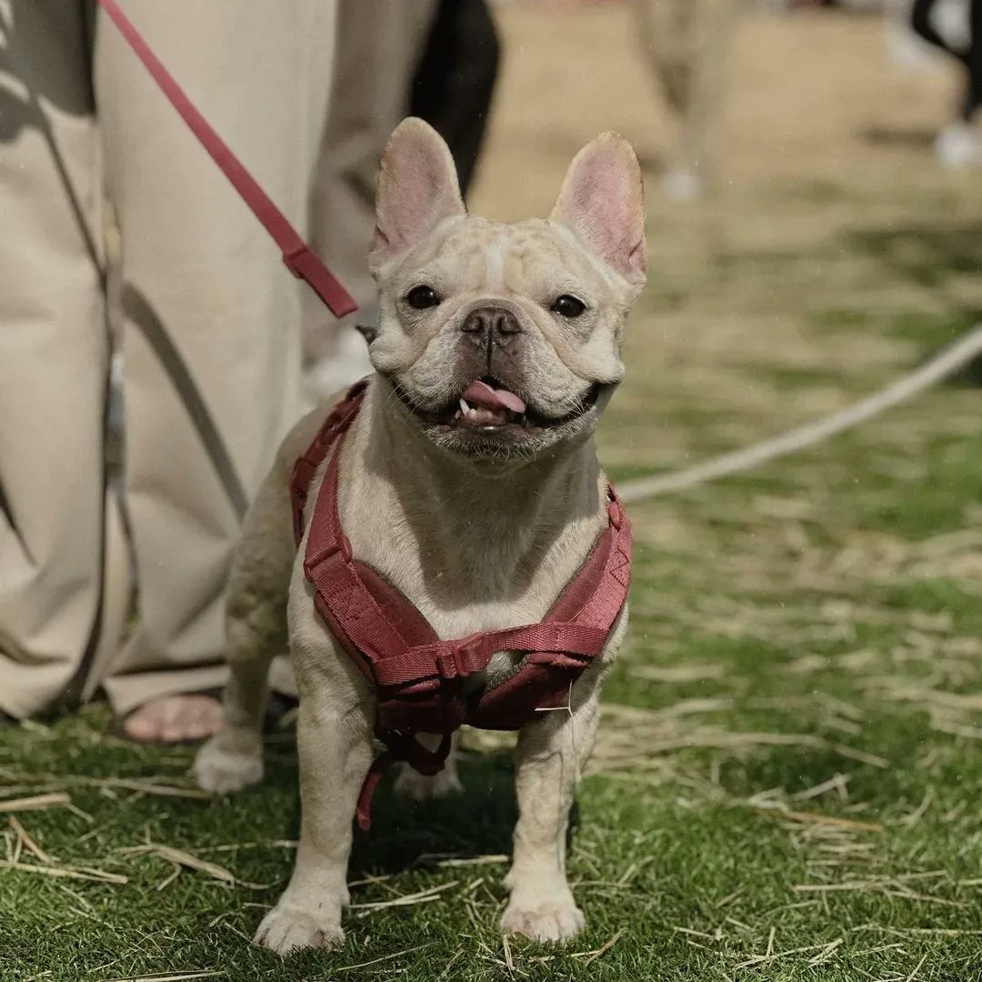 bulldog_club1's tweet photo. Today, I went to the circus 🐶🥰
#bulldog #bulldogs #bulldogsofinstagram #bulldogsofig #bulldogsofinsta #bulldogsrule #bulldoglovers #bulldoglove #dog #dogs #dogsofinstagram #dogsofinsta https://t.co/J45vmtCmDs