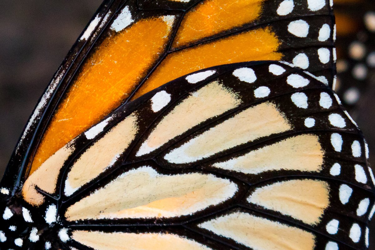 Monarch butterfly wings are an indicator of age &amp; health.

Their wings are covered in tiny scales composed of a protein called chitin. These scales work together to create their vibrant markings and are also important for flight maneuverability. #PollinatorWeek

📸Lisa Hupp/USFWS