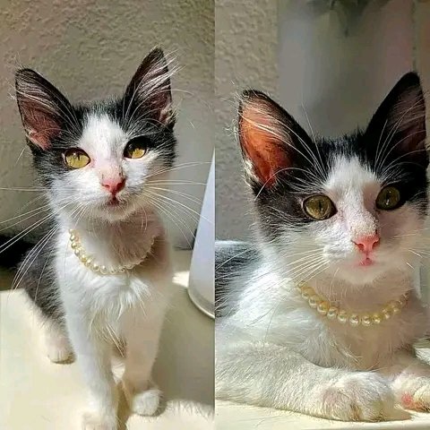 Victor Hugo "«Андский»" tweet media