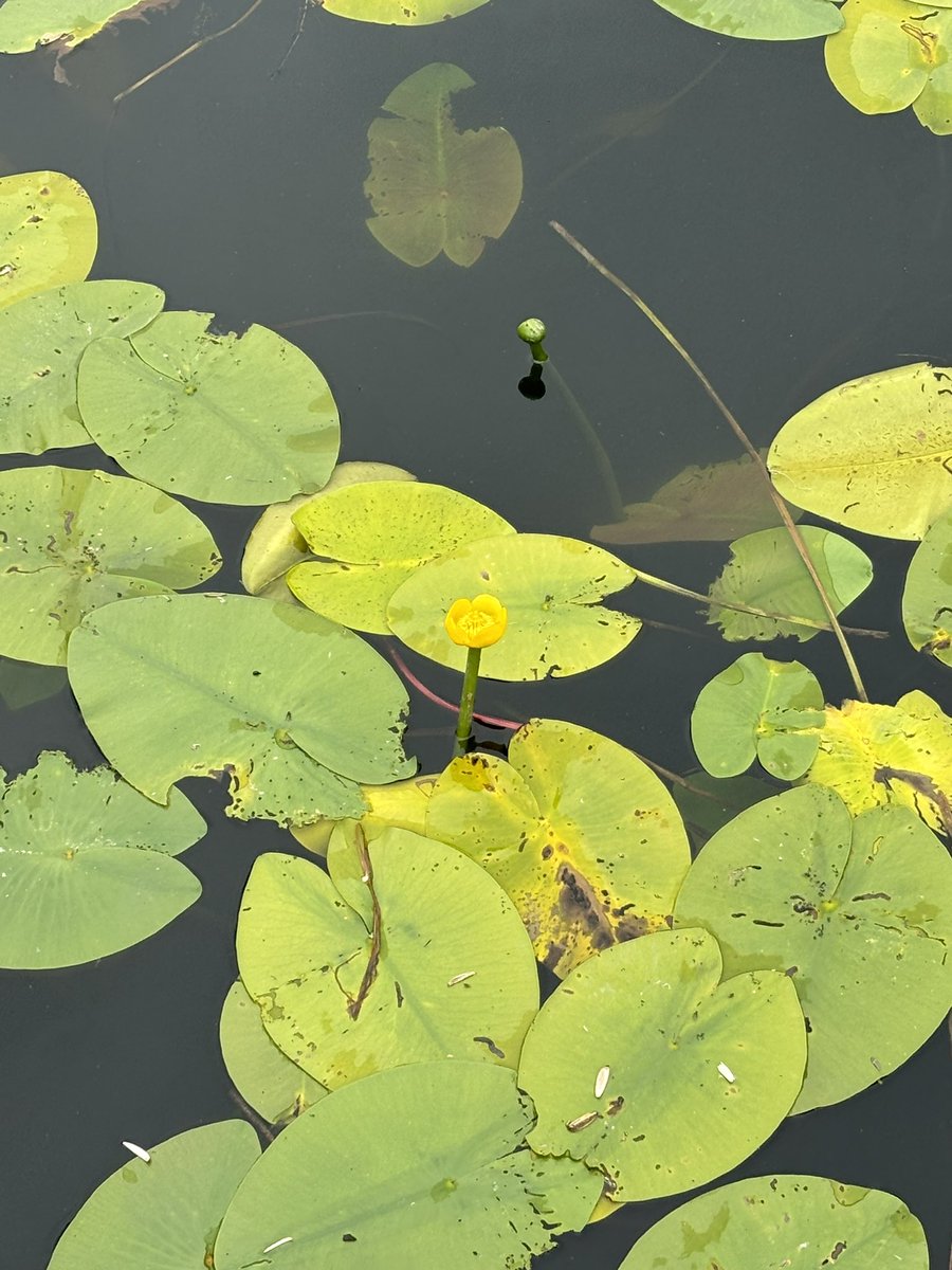 amountainlake's tweet photo. 💚🌿☘️🐸 https://t.co/Rg42rC45xV