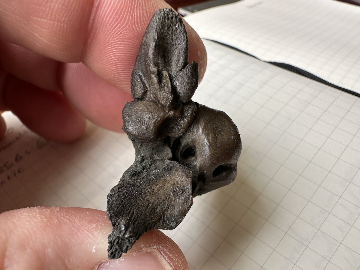 Erich Fitzgerald (@emgfitzgerald) on Twitter photo When in Belgium, it’s Belgian fossil Cetacea! The periotic (ear bone) of Eurhinodelphis cocheteuxi <a href="/nat_sciences_be/">Institute of Natural Sciences Belgium</a> @secad2024 When in Belgium, it’s Belgian fossil Cetacea! The periotic (ear bone) of Eurhinodelphis cocheteuxi <a href="/nat_sciences_be/">Institute of Natural Sciences Belgium</a> @secad2024