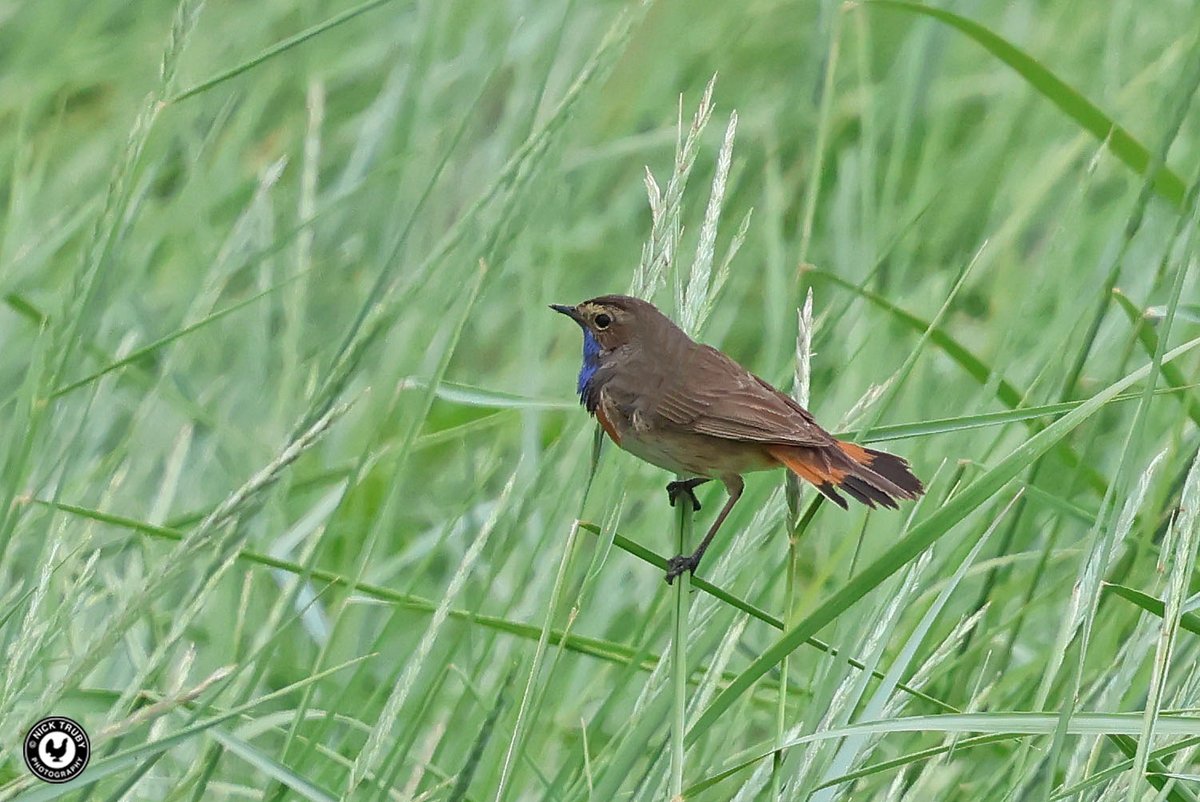 old_caley's tweet photo. The White-spotted Bluethroat put on an excellent show @WWTSlimbridge this morning. Almost constantly on view and singing for much of the time. Just wish he could find a mate. @BirdGuides @WWTworldwide @GlosBirds @GlosterBirder #blueisbest #BBCWildlifePOTW @BBCSpringwatch https://t.co/RxXaqr6qlf