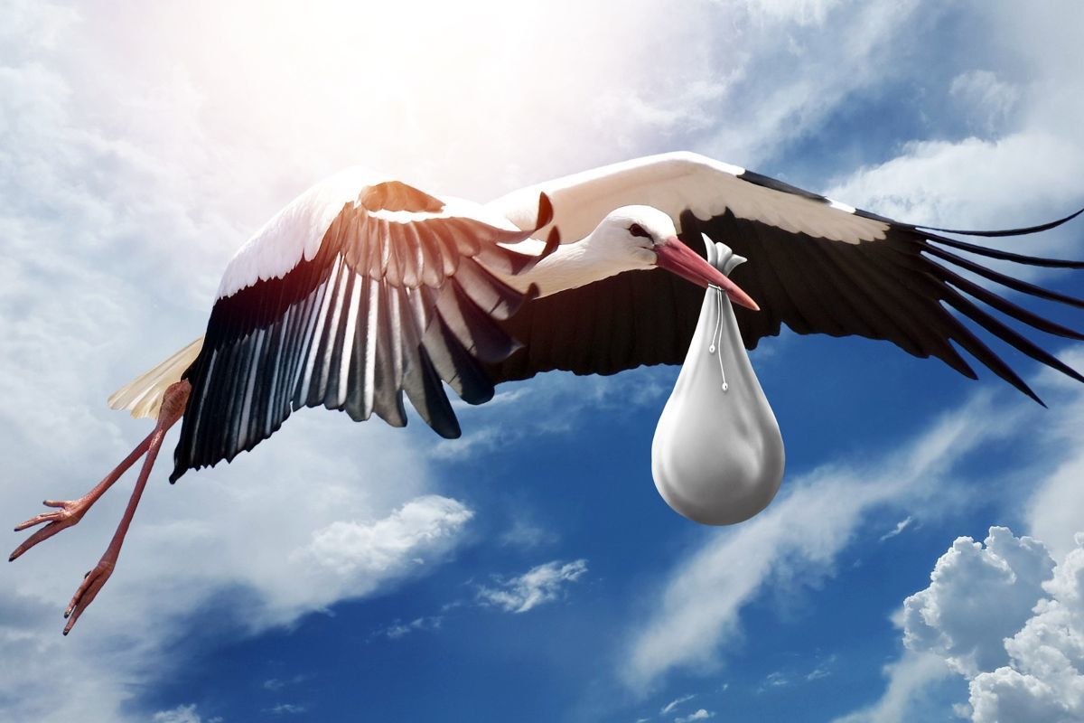 Que colaborador/a do Malicia vai ter descendencia este ano? #Malicia617