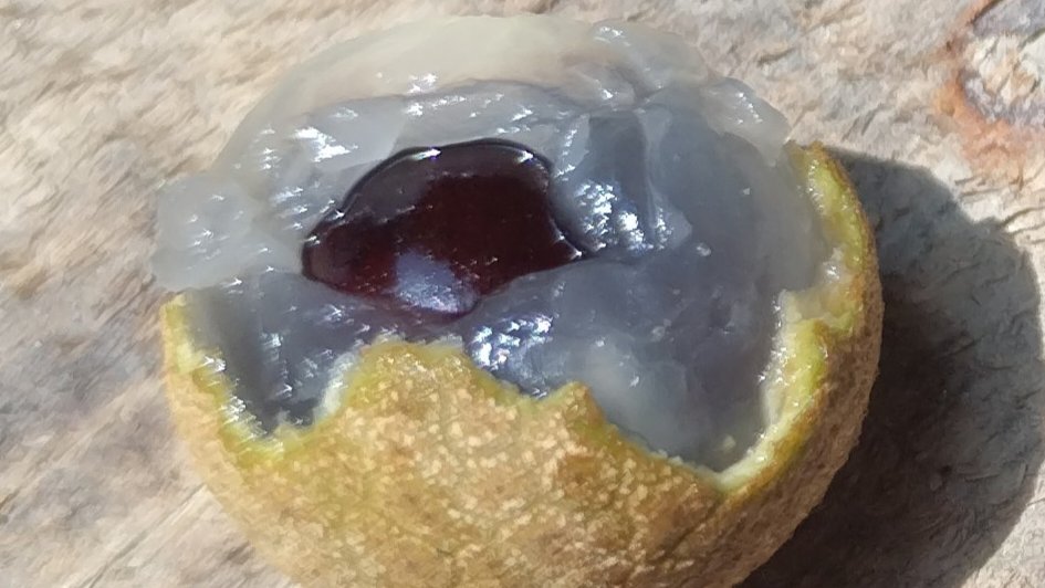 আঁশ নেই কিন্তু নাম আঁশফল