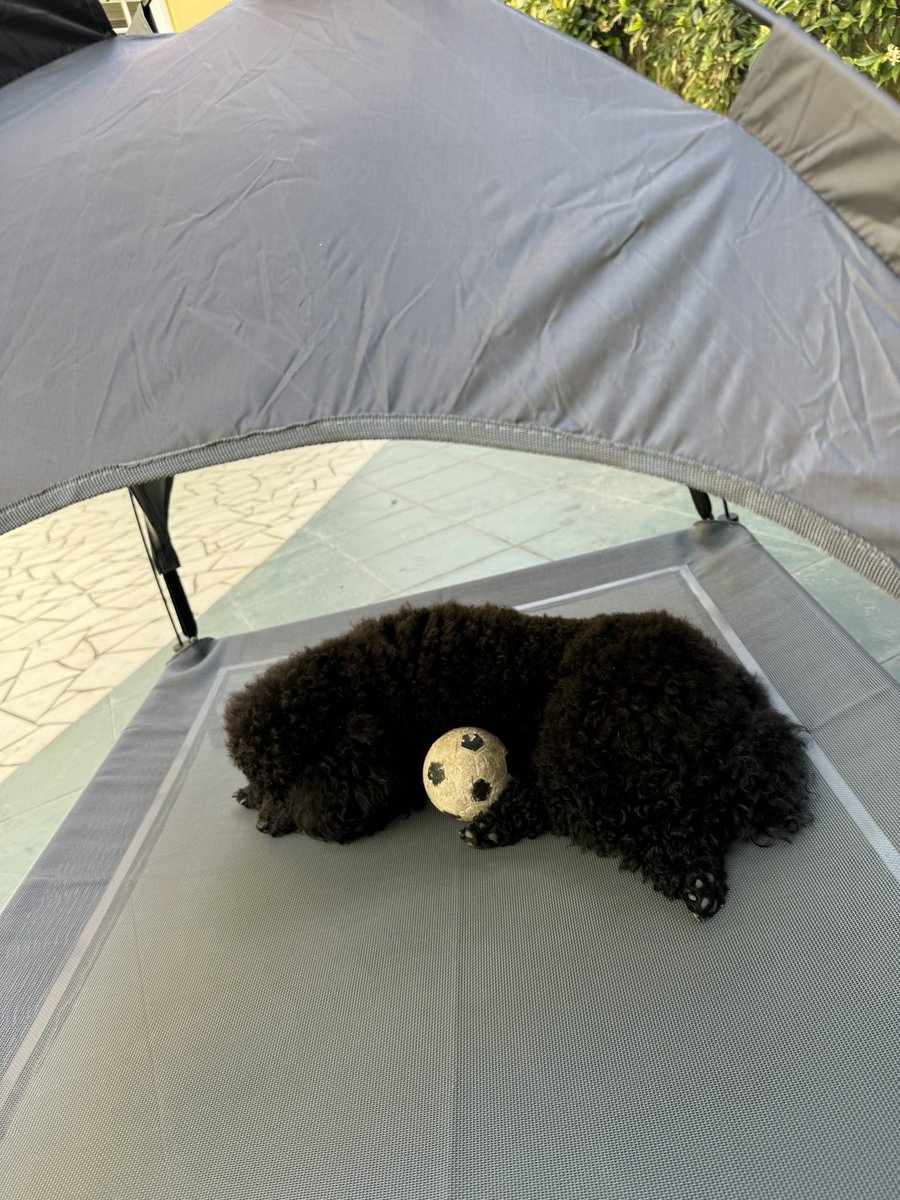 renatapolverini's tweet photo. Oggi nuovo #lettino per il #giardino molto apprezzato 🛌 🪴 🏐 #vanessa #barboncinanana #dog #pet https://t.co/39My2jFOvd