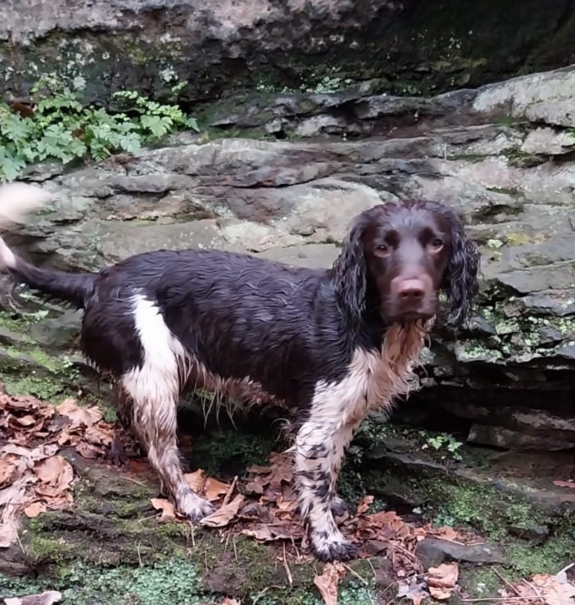 My mates Springer Spaniel, answering to Polly, has gone missing…Last seen in Childwall Woods…Please keep an eye out if you’re around the South End. Please retweet if you can. Thanks