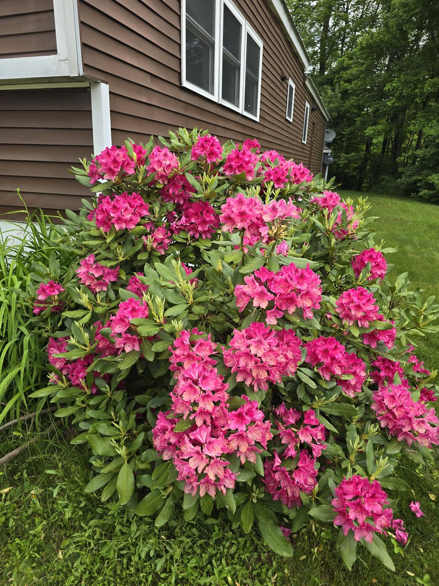 behrtim's tweet image. Beautiful flowers for the end of my birthday week!