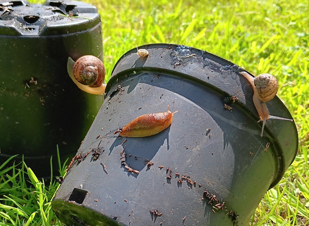 martinBlake10's tweet photo. #GardeningTwitter gardening  this year!!!! #slugs and #snails https://t.co/GJv6gkECGK
