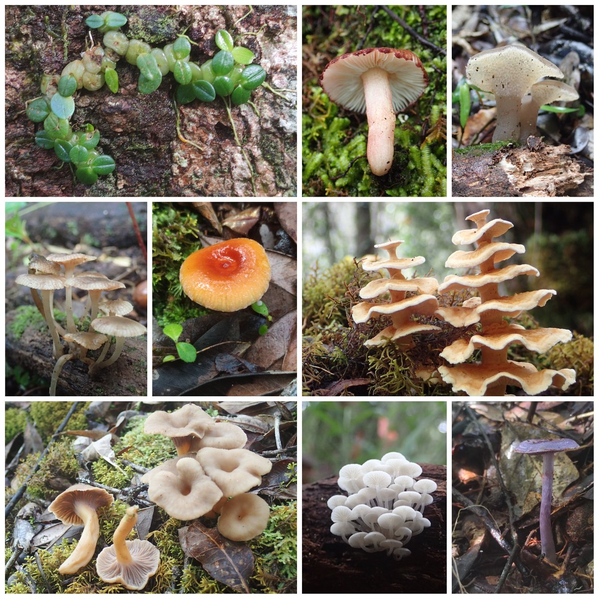 mauromycota's tweet photo. Some beauties from these past two weeks in Madagascar 🇲🇬 ❤️
@KewMycology @ralaiveloanna https://t.co/Bdl8k8aYMi