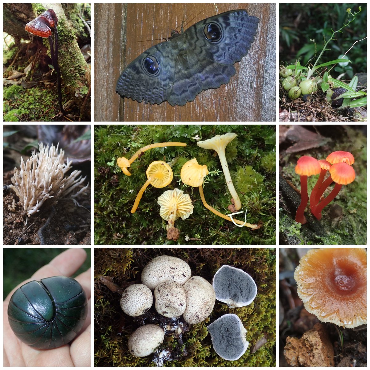 mauromycota's tweet photo. Some beauties from these past two weeks in Madagascar 🇲🇬 ❤️
@KewMycology @ralaiveloanna https://t.co/Bdl8k8aYMi