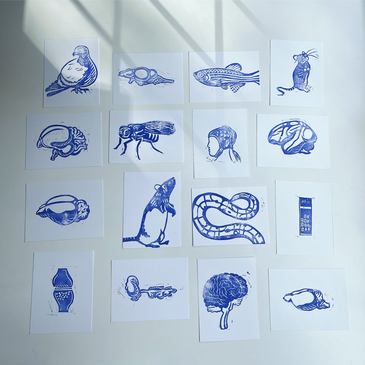 AElegansDesign's tweet image. A. elegans illustrations are coming to #FENS2024 !