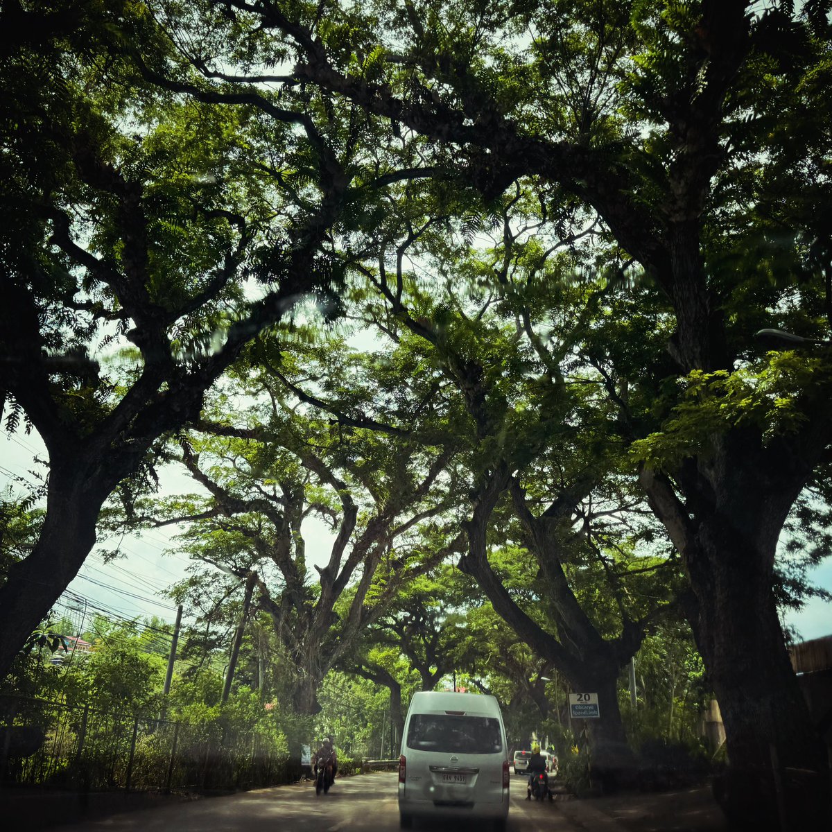 JasonRoa's tweet photo. It’s been a while… 🌳🌳🌳🌳🌳 https://t.co/6LmySSbhSi