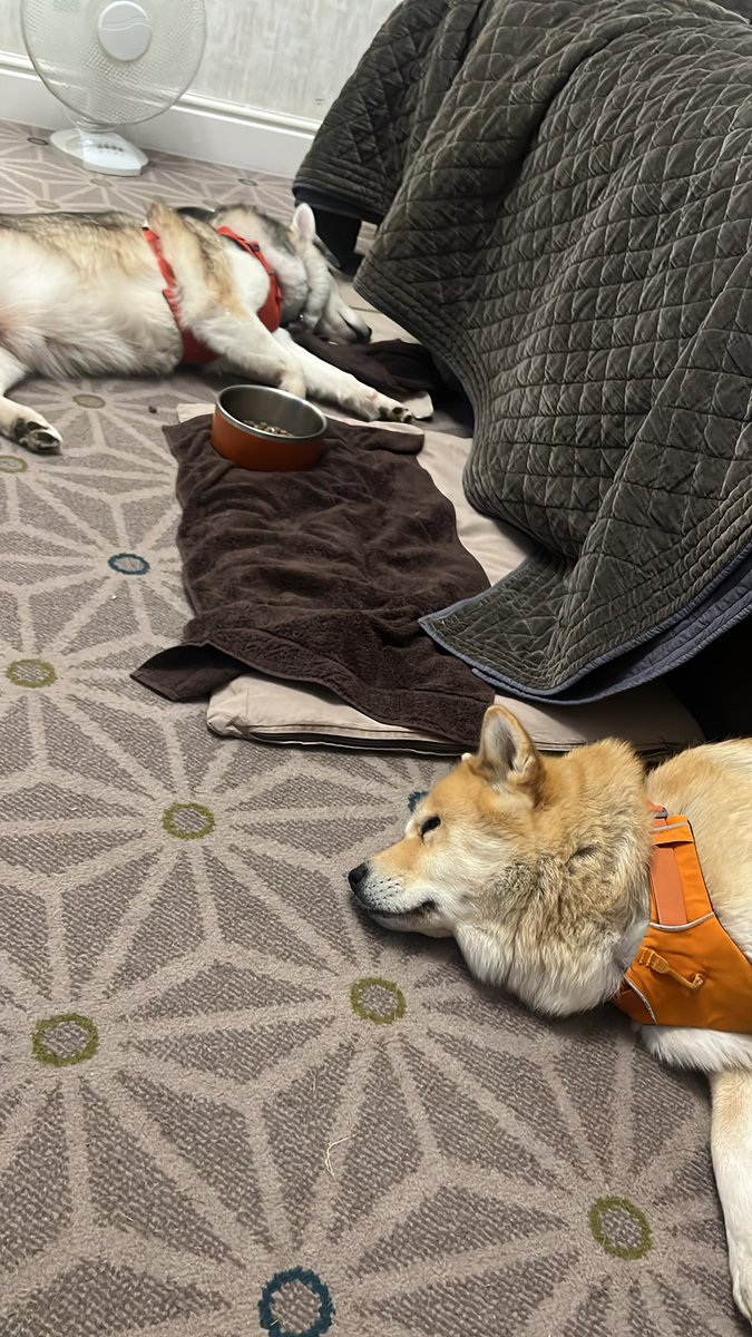 Think I have broken the dogs 🤣